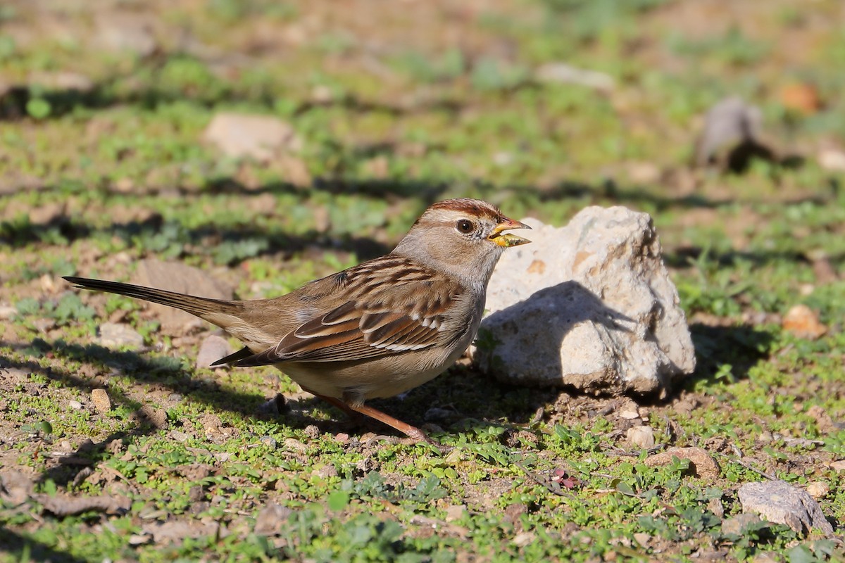 White-crowned Sparrow - ML646762791