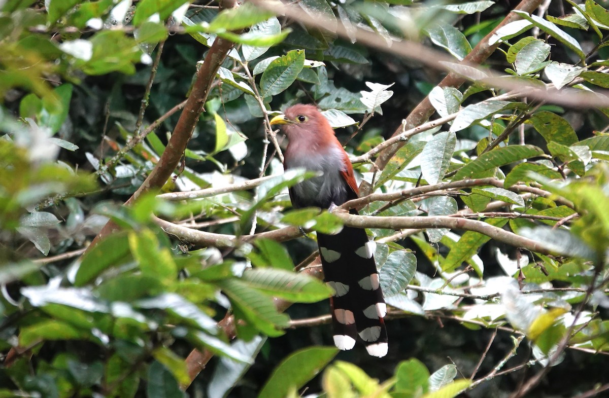 Sincap Guguğu - ML646762795