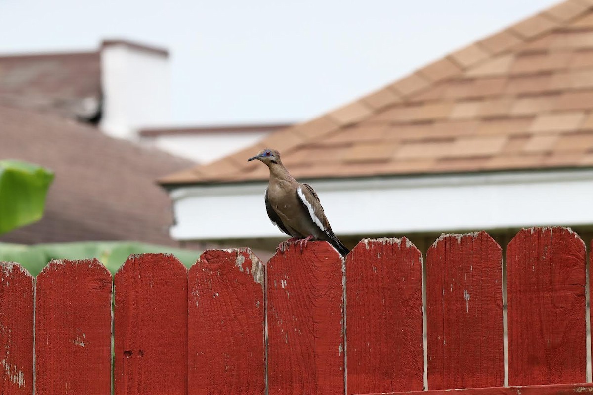 White-winged Dove - ML646762797