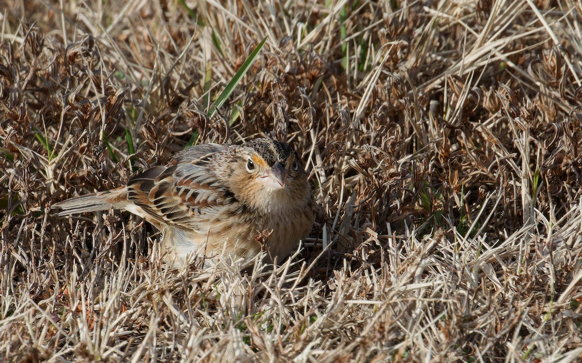 Grasshopper Sparrow - ML646762800