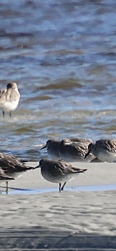 Побережник ісландський - ML646762801