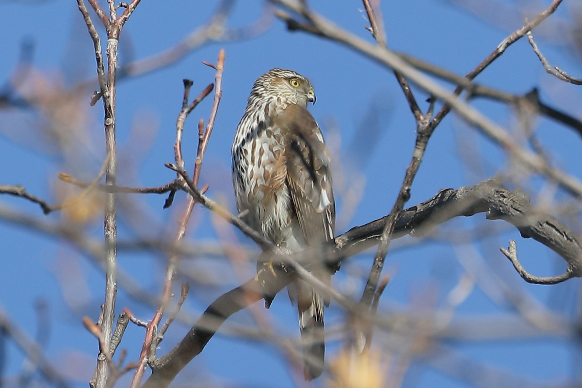 Sharp-shinned/Cooper's Hawk - ML646762807