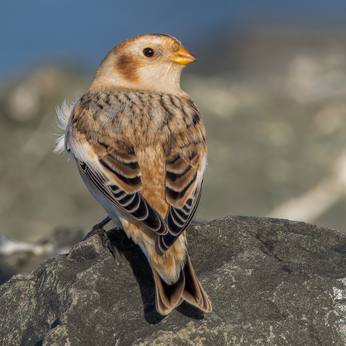 Пуночка - ML646762808