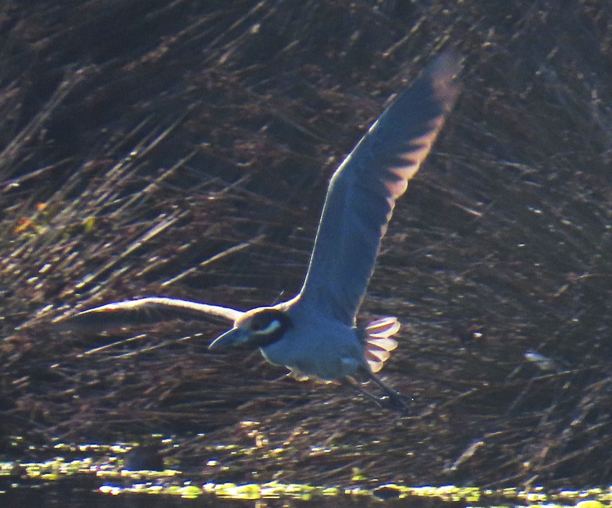 kvakoš žlutočelý - ML646762812