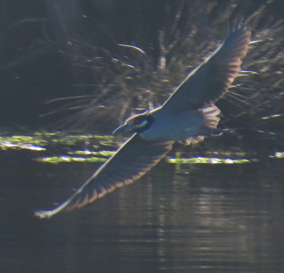 kvakoš žlutočelý - ML646762813