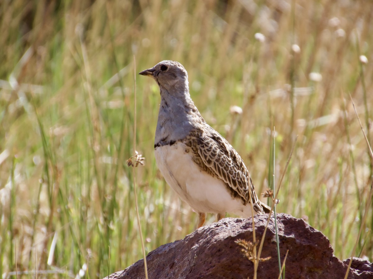 Gray-breasted Seedsnipe - ML646762815