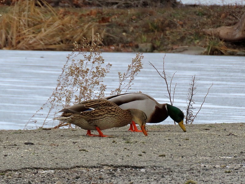 ברכיה - ML646762832