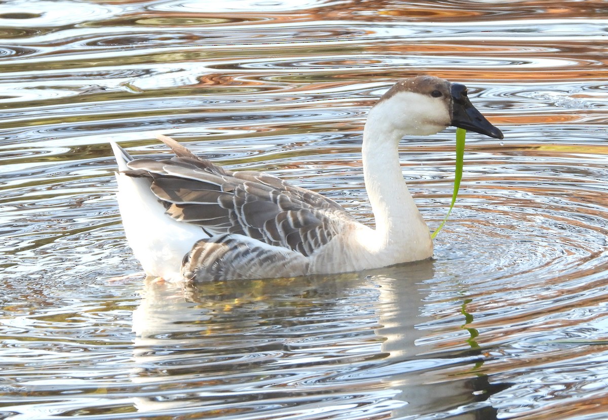 Ánsar Cisnal (variedad doméstica) - ML646762833