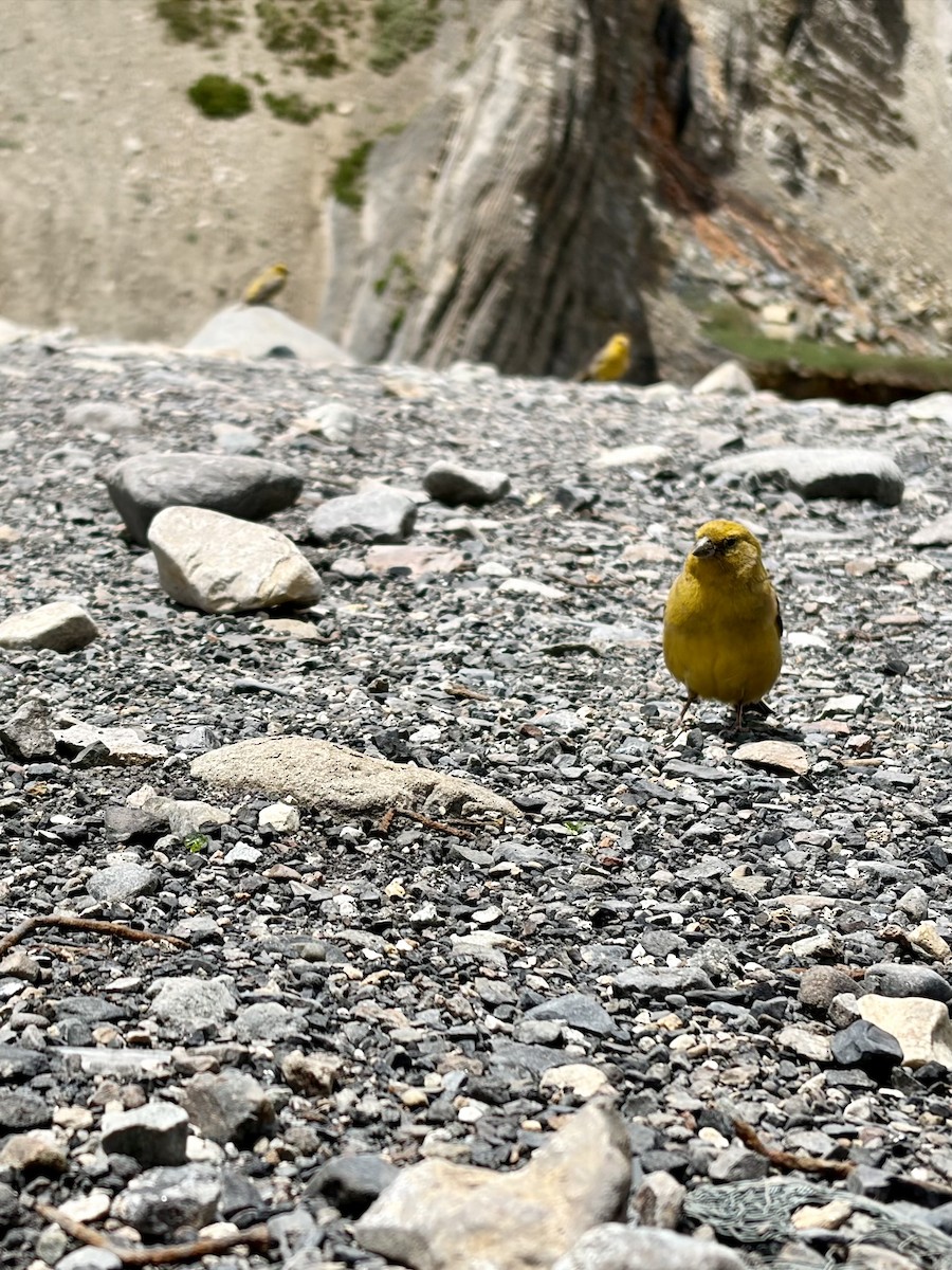 Greater Yellow-Finch - ML646762835