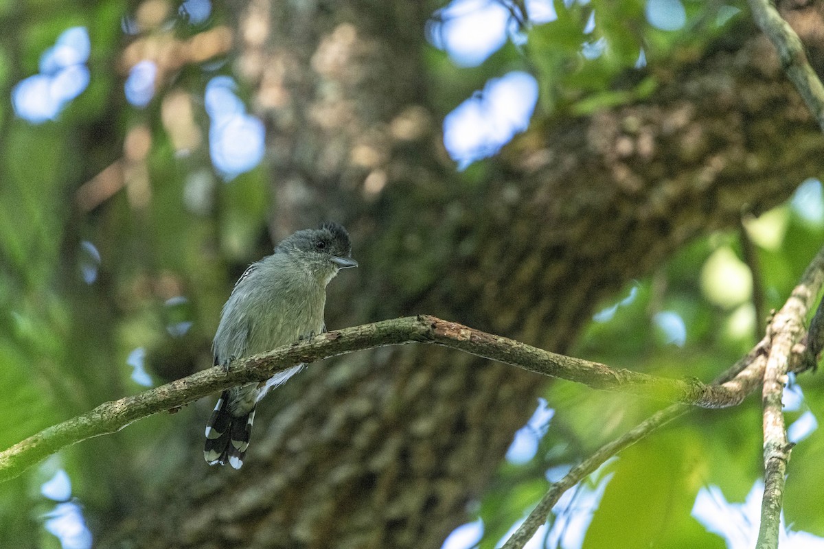 Planalto Slaty-Antshrike - ML646762838