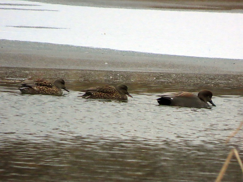 ברווז אפור - ML646762839