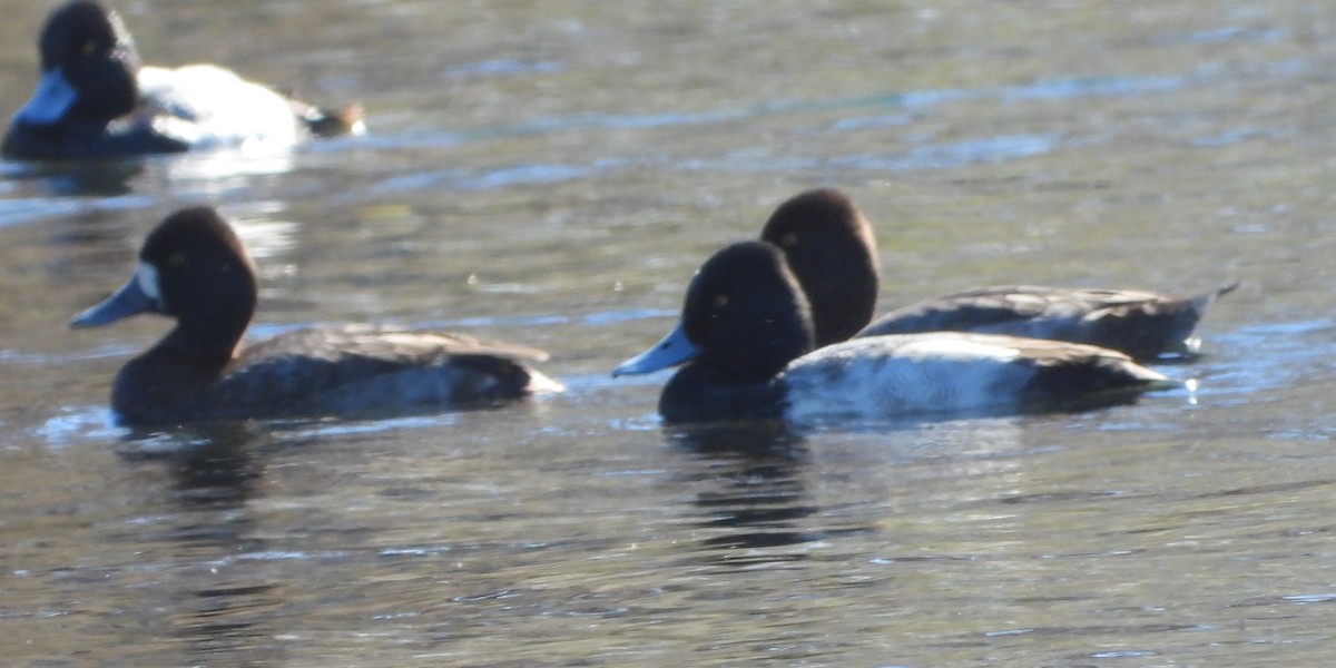 Малая морская чернеть - ML646762840