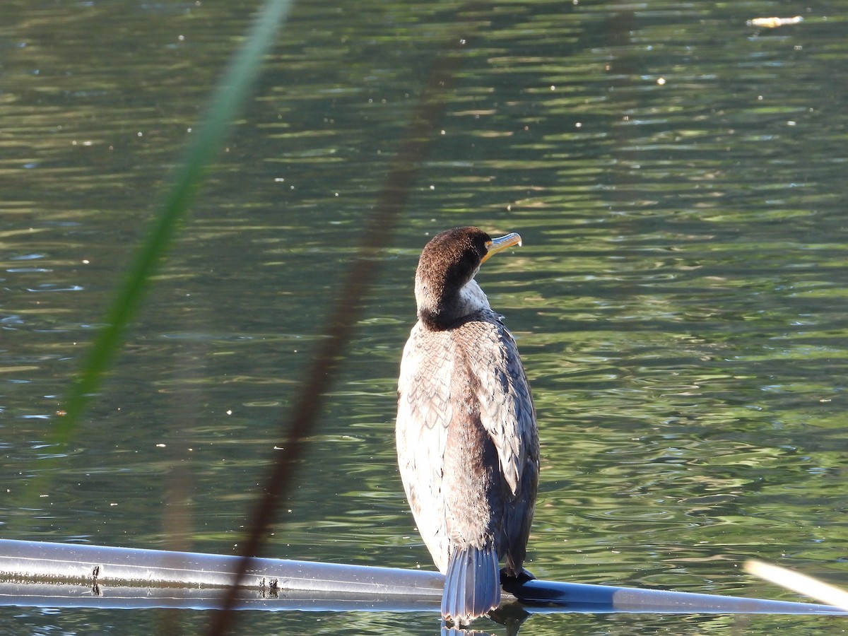 totoppskarv - ML646762842