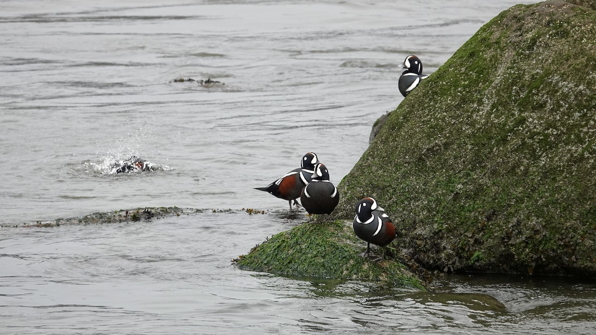 Harlequin Duck - ML646762852