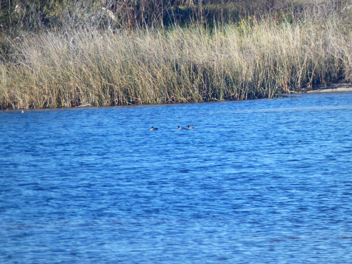 Fuligule milouinan - ML646762856