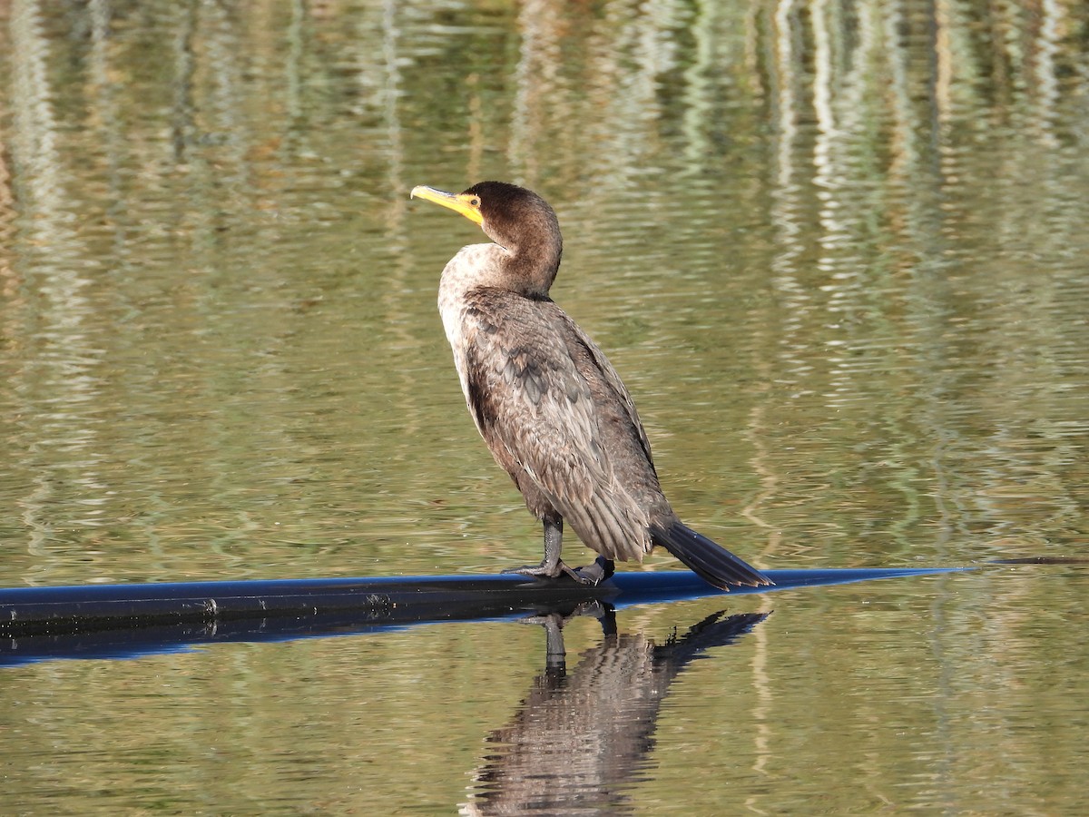 totoppskarv - ML646762857