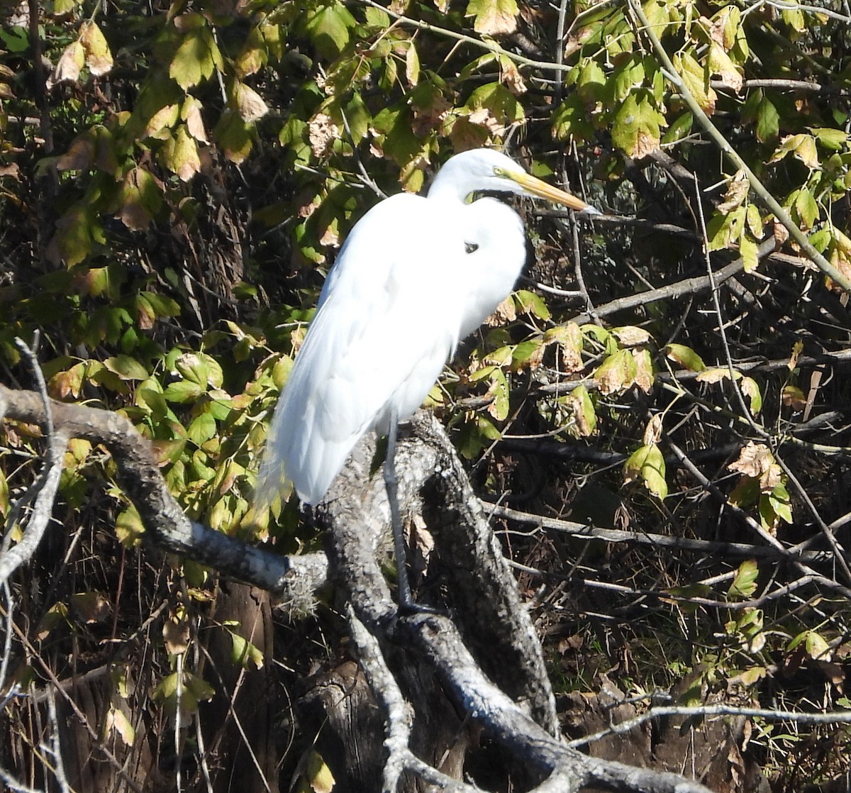 Большая белая цапля - ML646762858