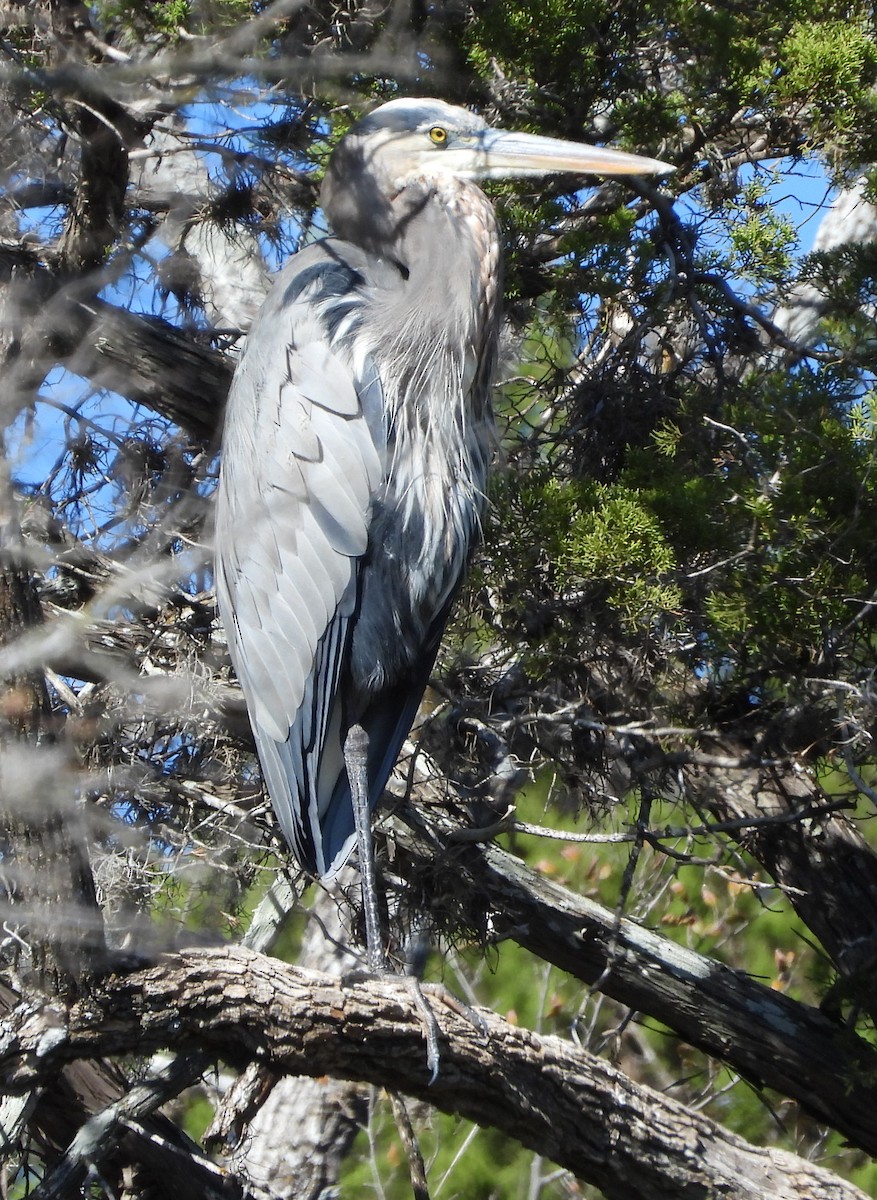 Большая голубая цапля - ML646762861