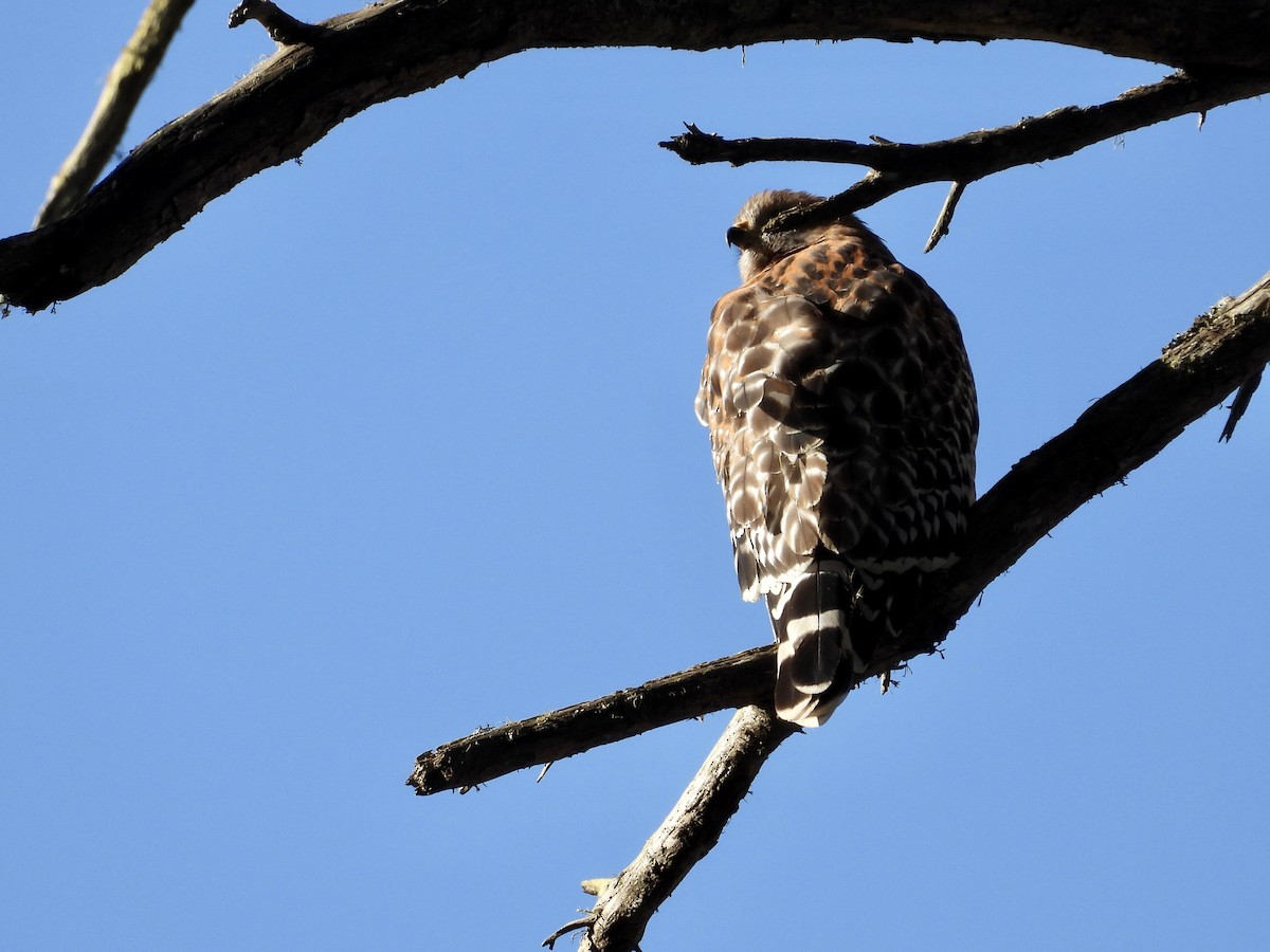 Канюк рудоплечий - ML646762862