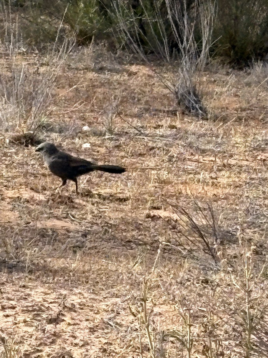 Apostlebird - ML646762863