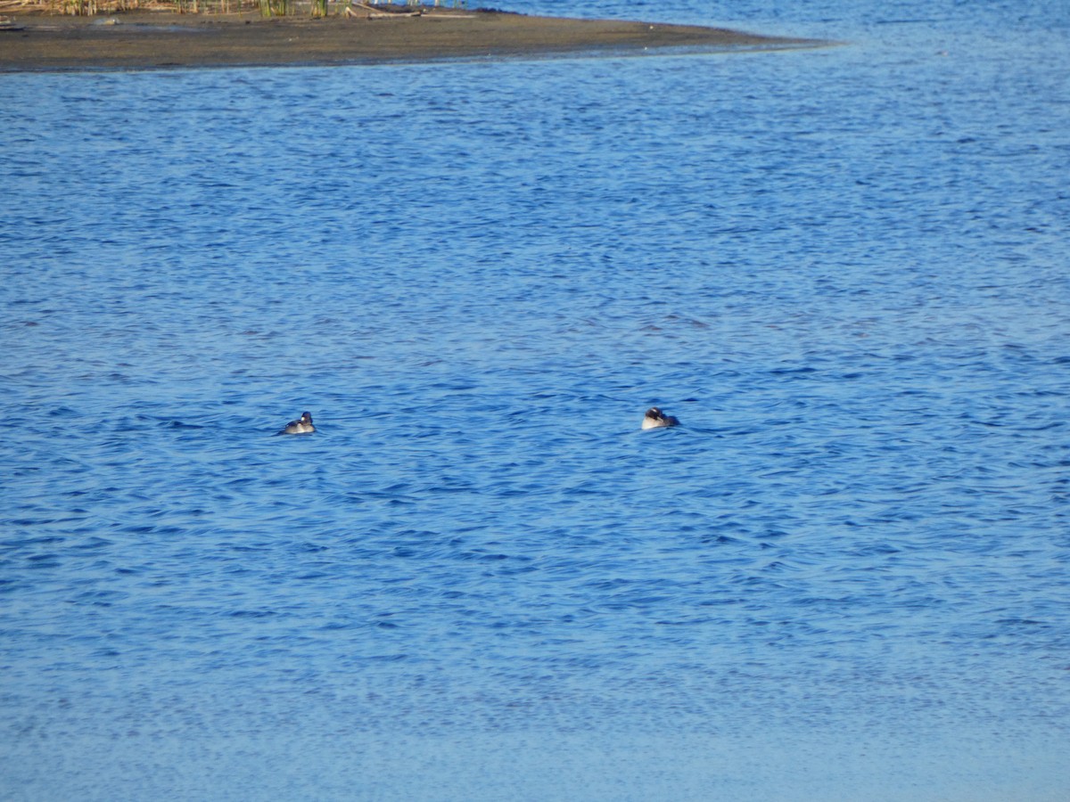 Bufflehead - ML646762864