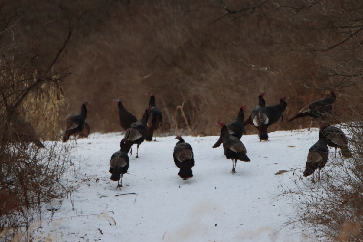 Wild Turkey - ML646762865