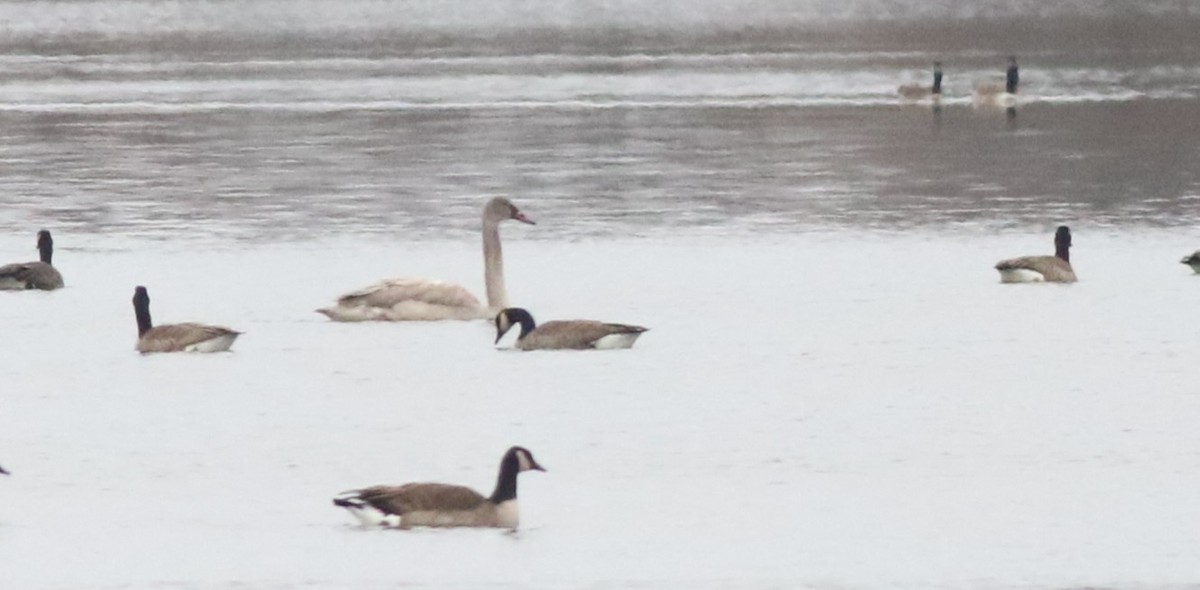 Trumpeter Swan - ML646762866