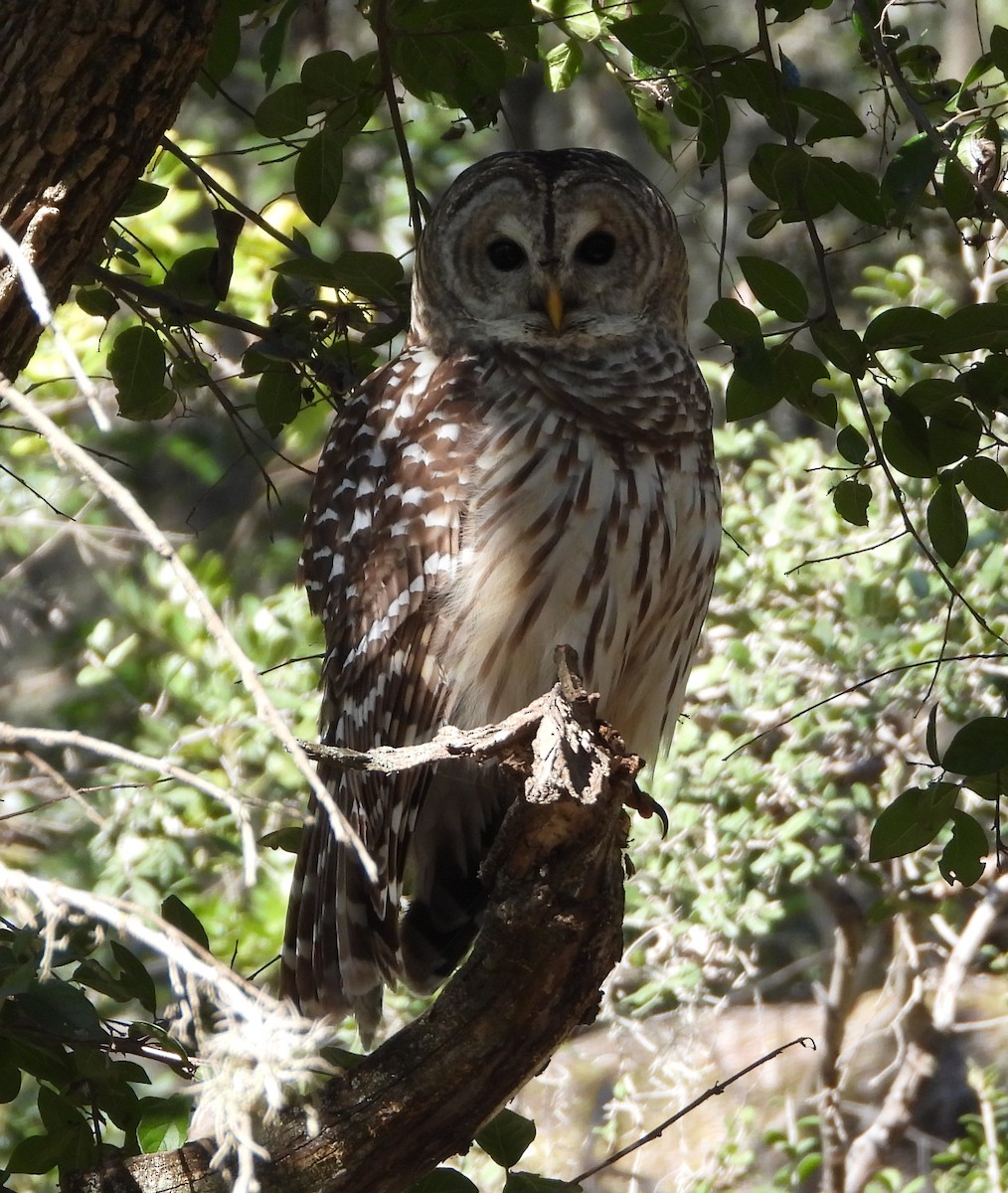 Barred Owl - ML646762869