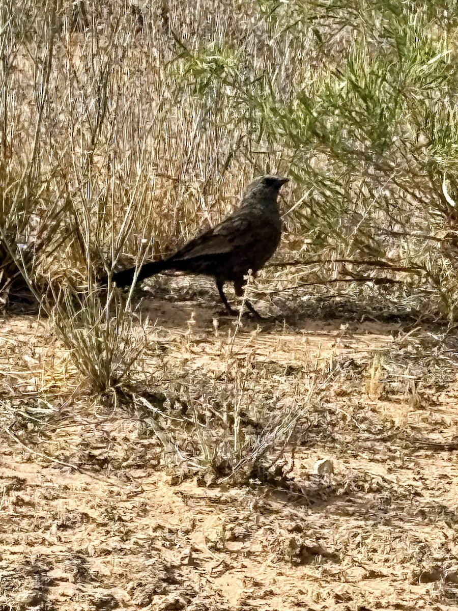 Apostlebird - ML646762870