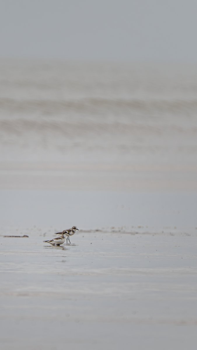 Kentish Plover - ML646762871