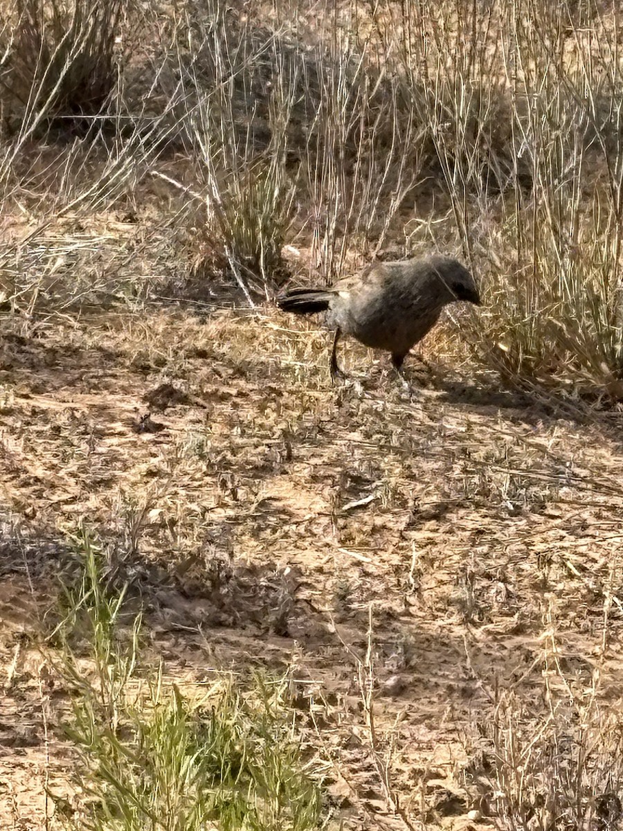 Apostlebird - ML646762872