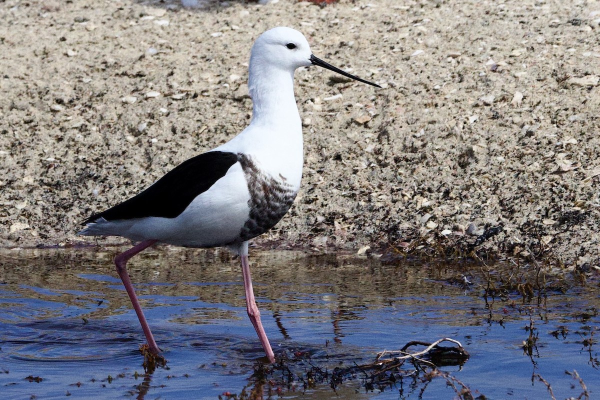 Banded Stilt - ML646762873