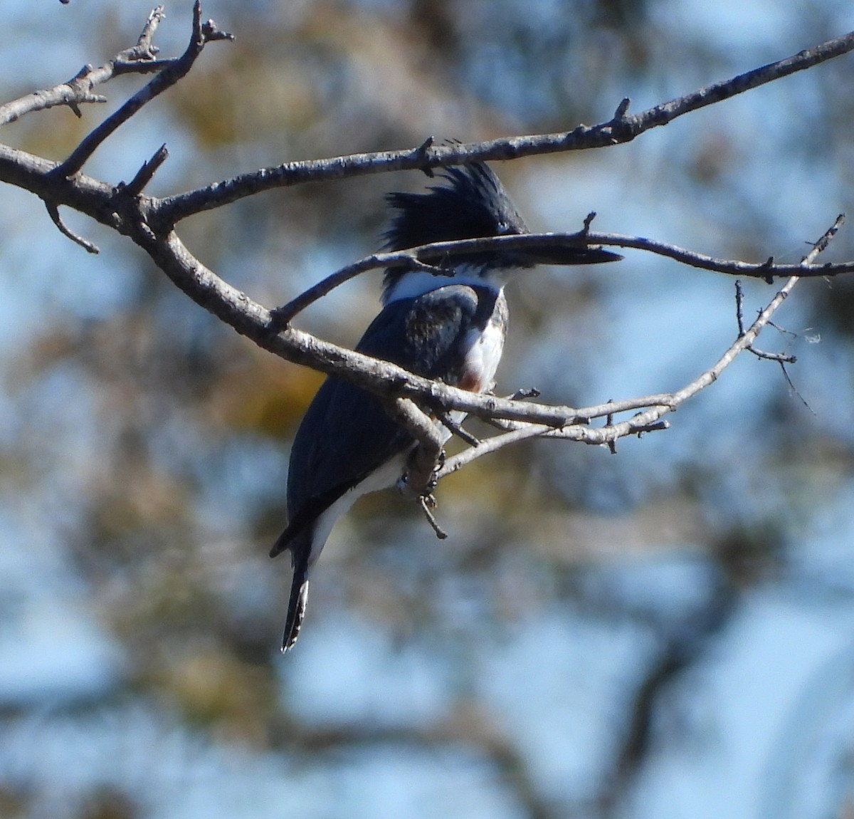 Belted Kingfisher - ML646762874
