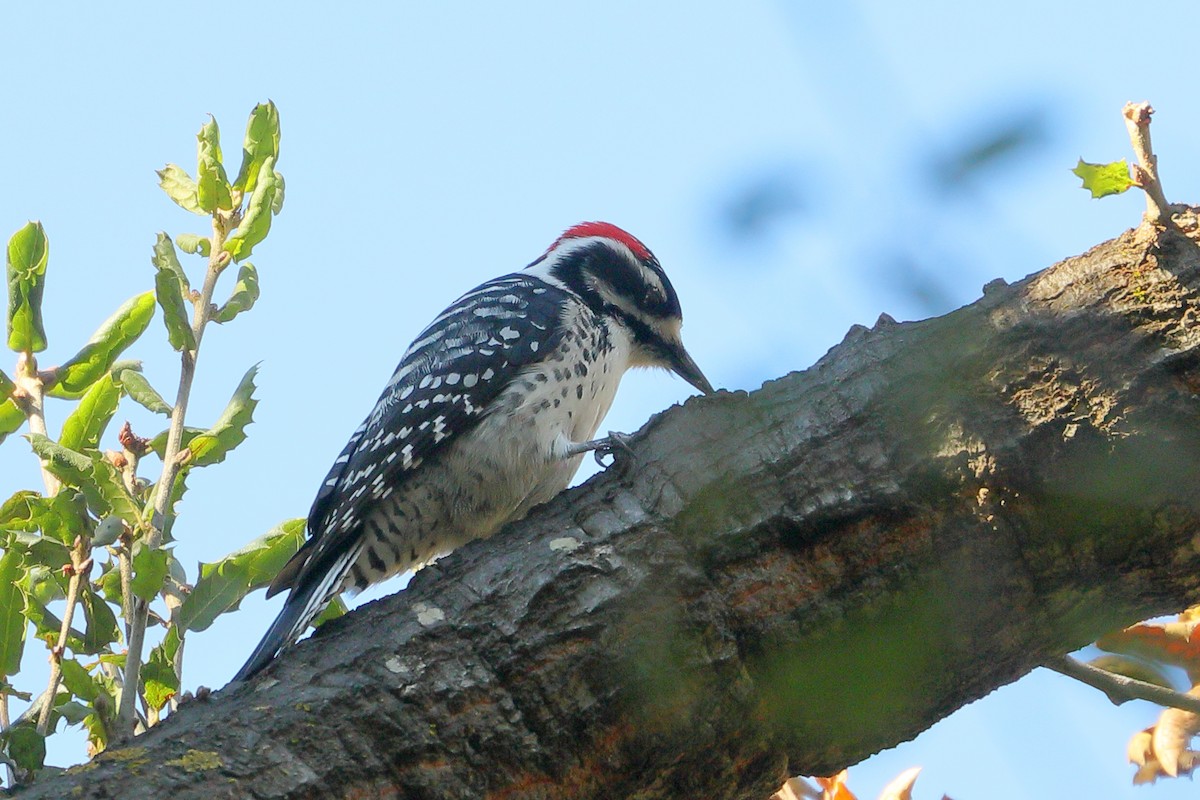 Nuttall's Woodpecker - ML646762875