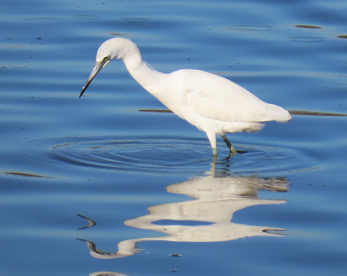 Little Blue Heron - ML646762876