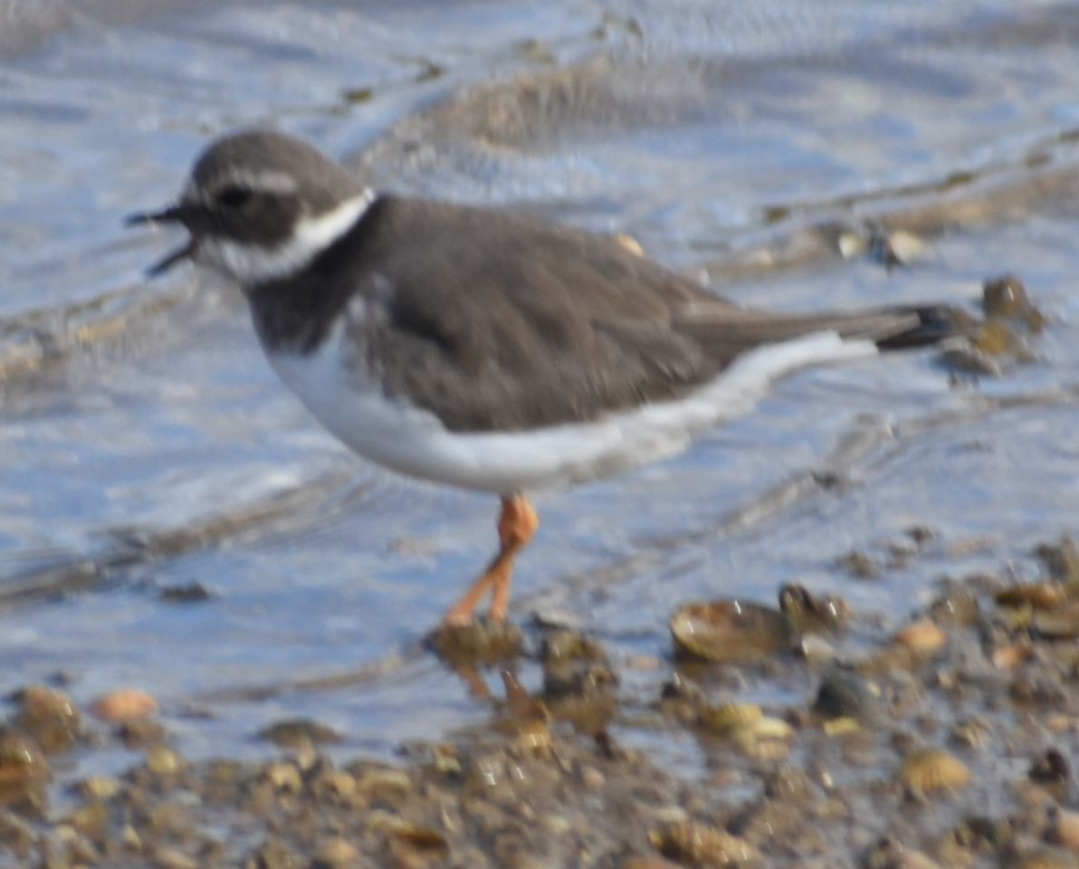 Common Ringed Plover - ML646762878