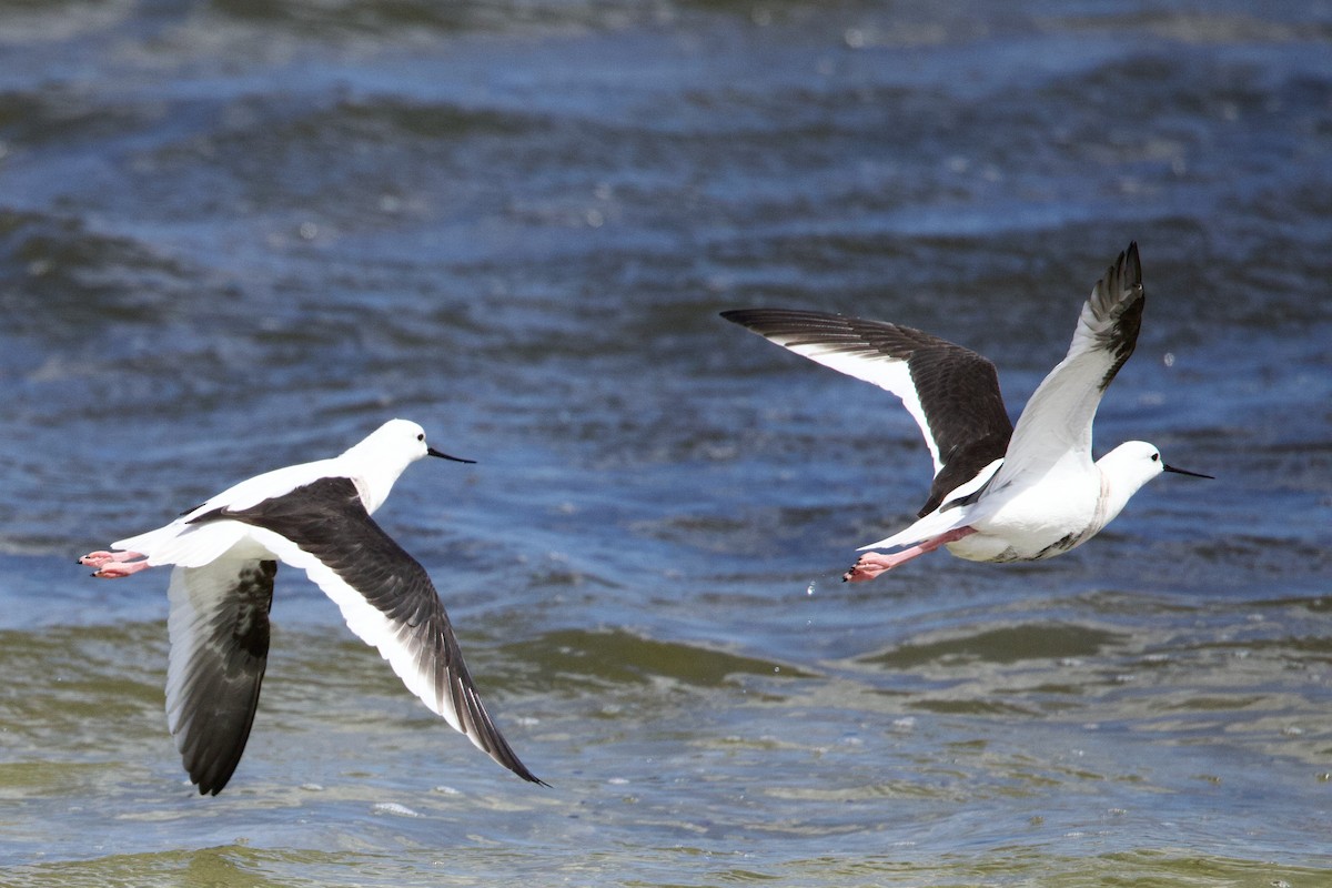 Banded Stilt - ML646762879