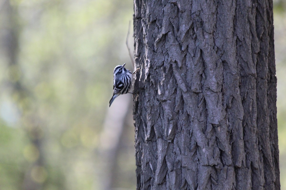 Black-and-white Warbler - ML646762880