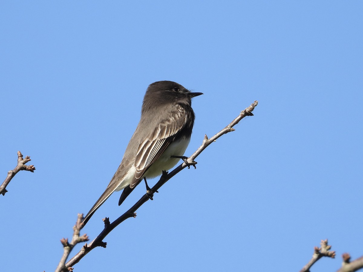 Black Phoebe - ML646762881