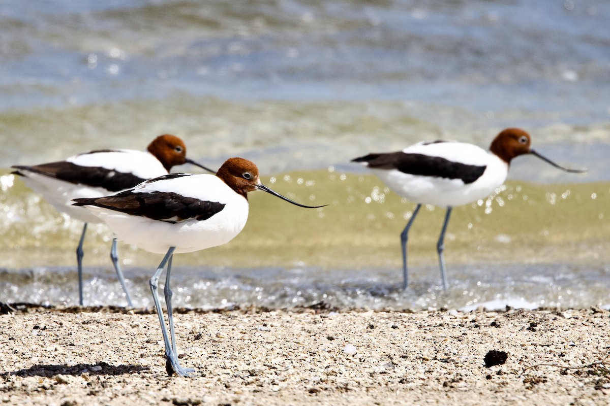 Red-necked Avocet - ML646762882