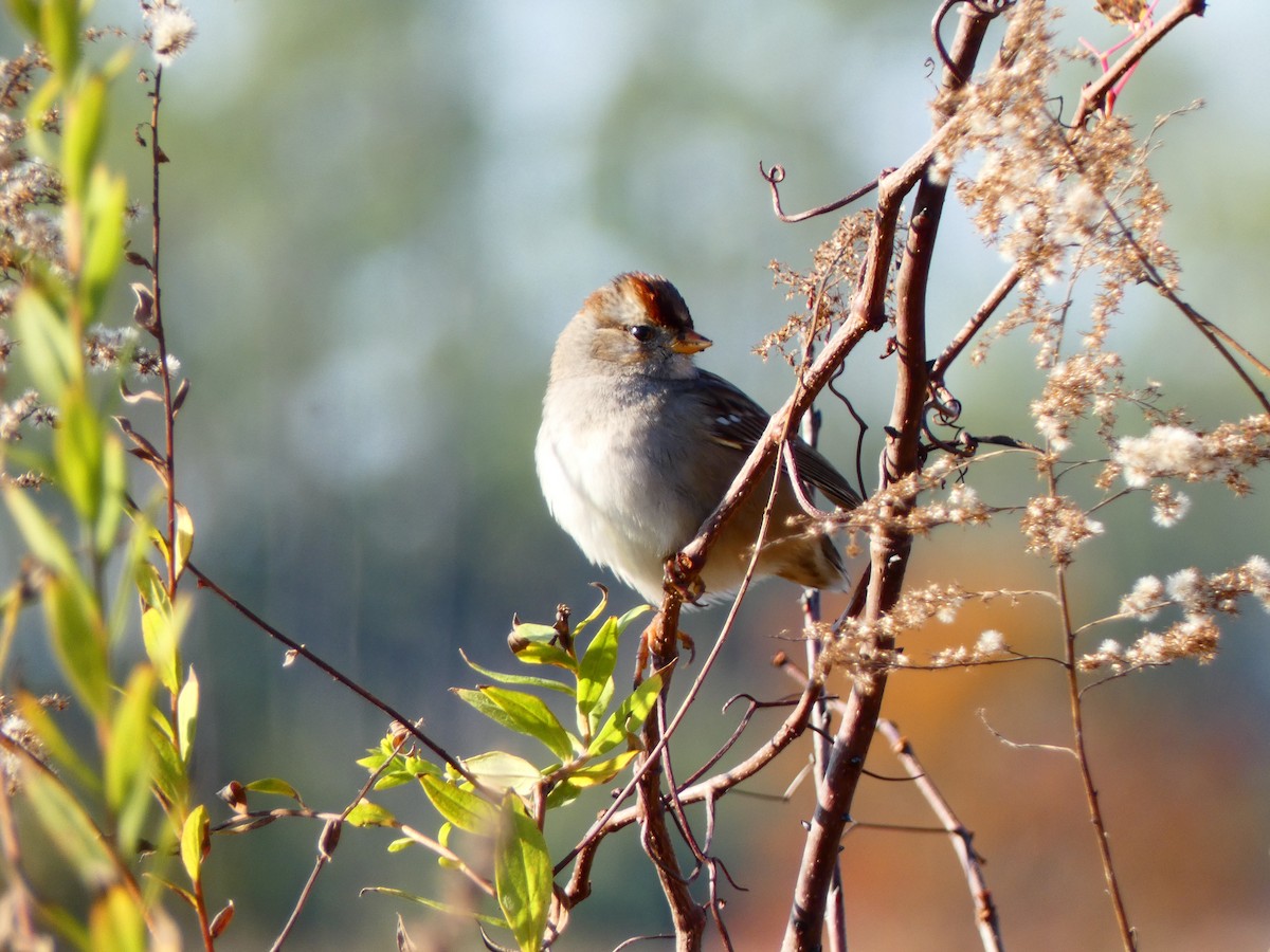 White-crowned Sparrow - ML646762883