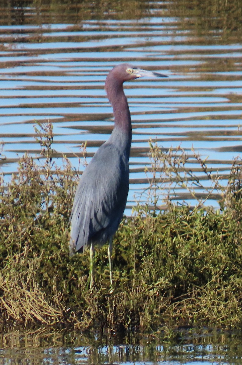 Little Blue Heron - ML646762884