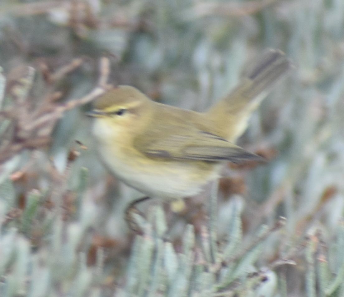 Common Chiffchaff - ML646762885
