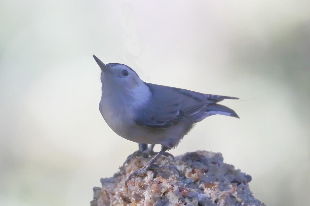 White-breasted Nuthatch - ML646762886