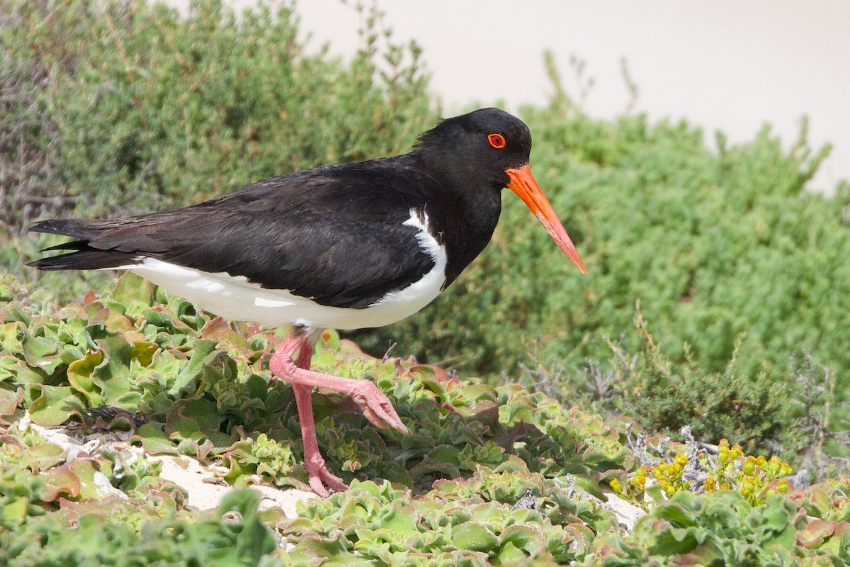Pied Oystercatcher - ML646762888