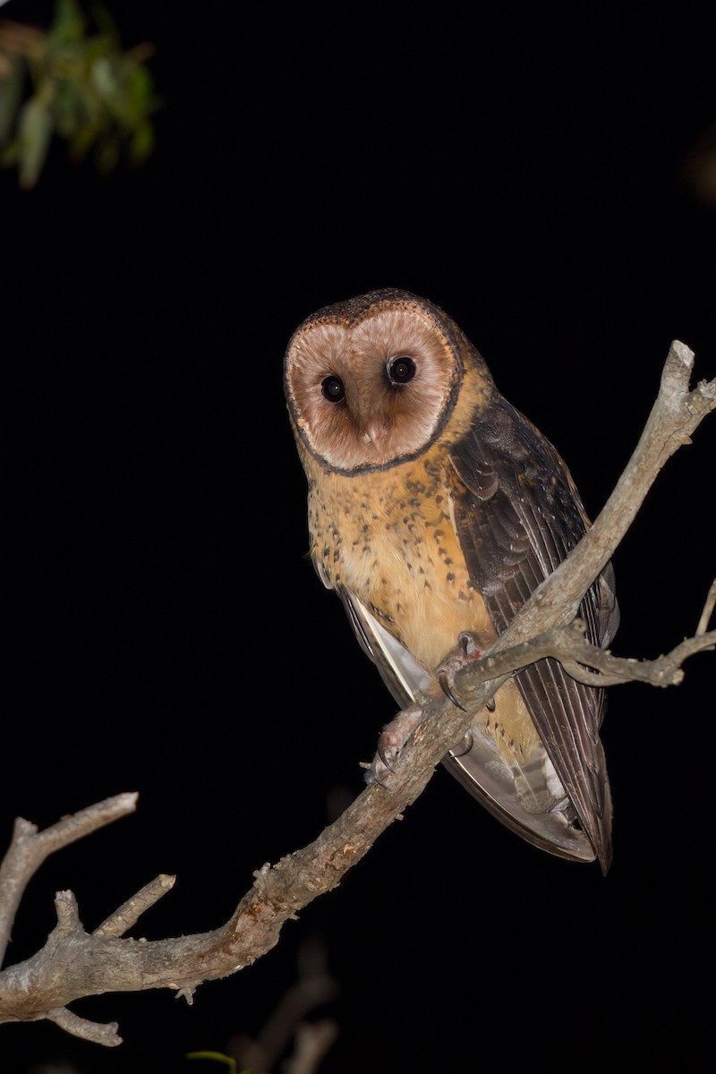 Australian Masked-Owl - ML646762889