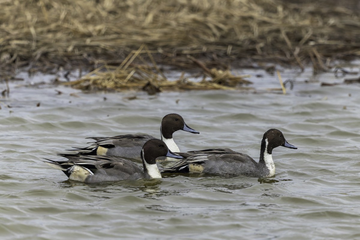Northern Pintail - ML646762890