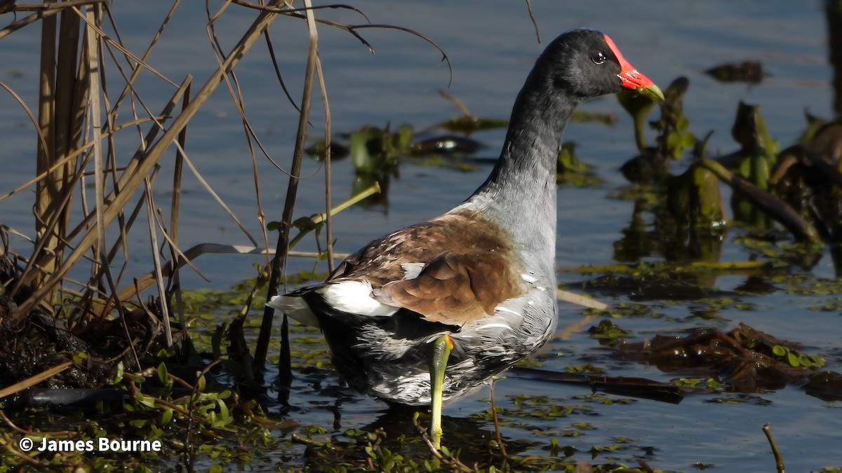 Common Gallinule - ML646762895