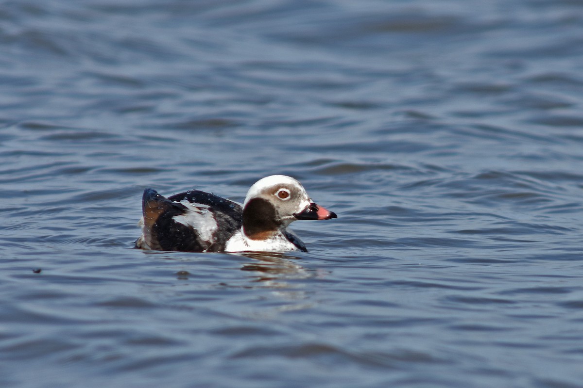 Long-tailed Duck - ML646762896