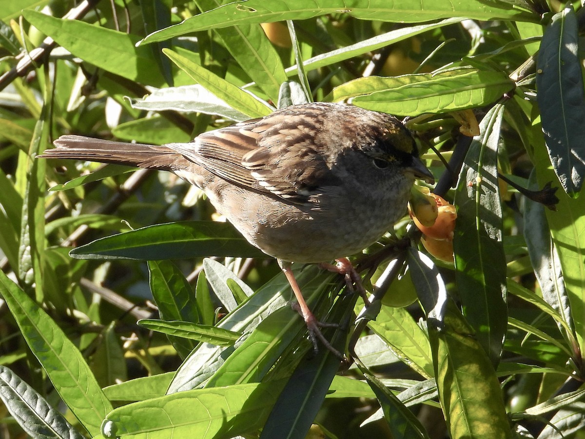 Golden-crowned Sparrow - ML646762897